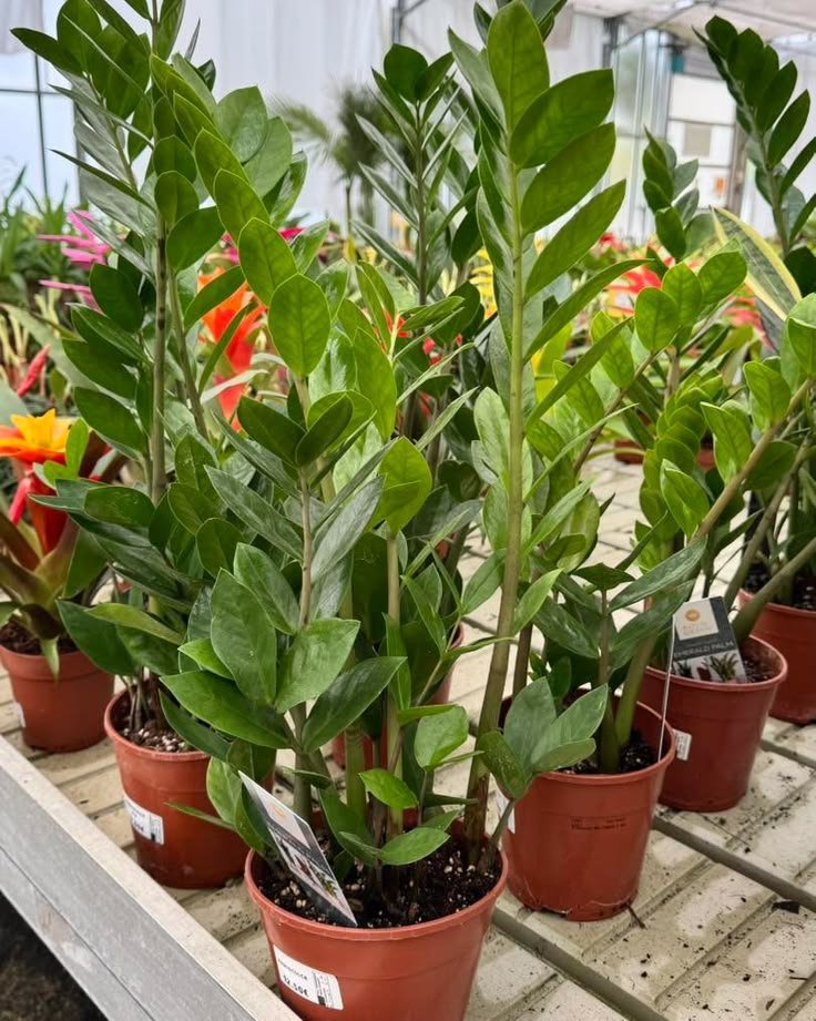 planta-que-sobrevive-sem-cuidados
